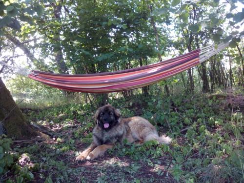 Dax na hlídce v ležení svého pána Oty Kozlíka OK1XAV